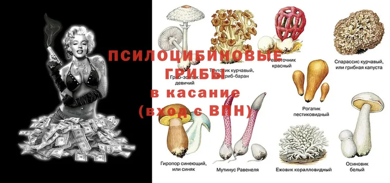 Псилоцибиновые грибы MAGIC MUSHROOMS  KRAKEN ONION  Барнаул 